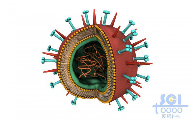 帶遺傳物質(zhì)的病毒結(jié)構(gòu)