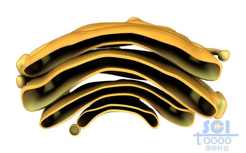 單獨的高爾基體