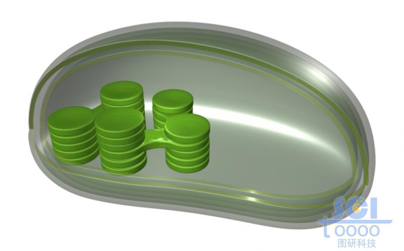 半切面的葉綠體結(jié)構(gòu)