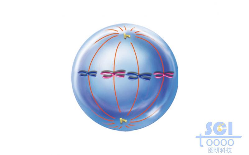 有絲分裂過(guò)程中的細(xì)胞