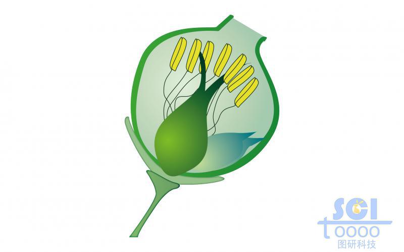 花蕊的剖面結(jié)構(gòu)