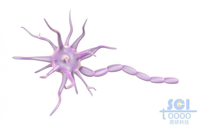 神經(jīng)元細(xì)胞