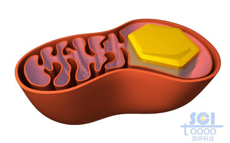 蛙卵母細(xì)胞線粒體中的卵黃結(jié)晶