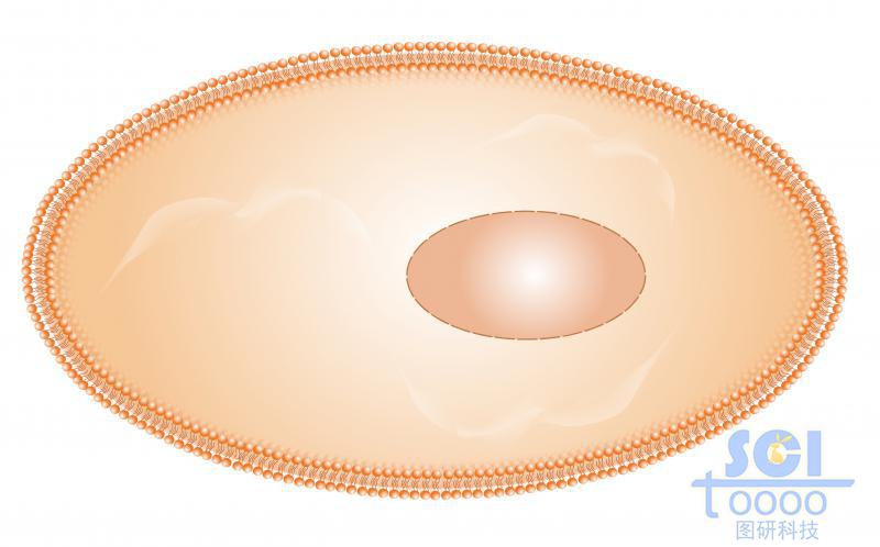 帶磷脂雙分子層的細(xì)胞膜