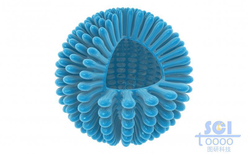 八分之一切口的病毒結(jié)構(gòu)