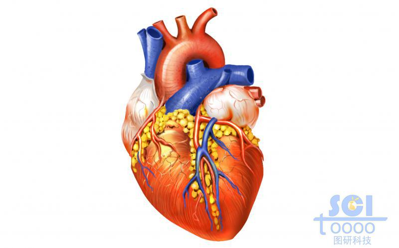 心臟結(jié)構(gòu)