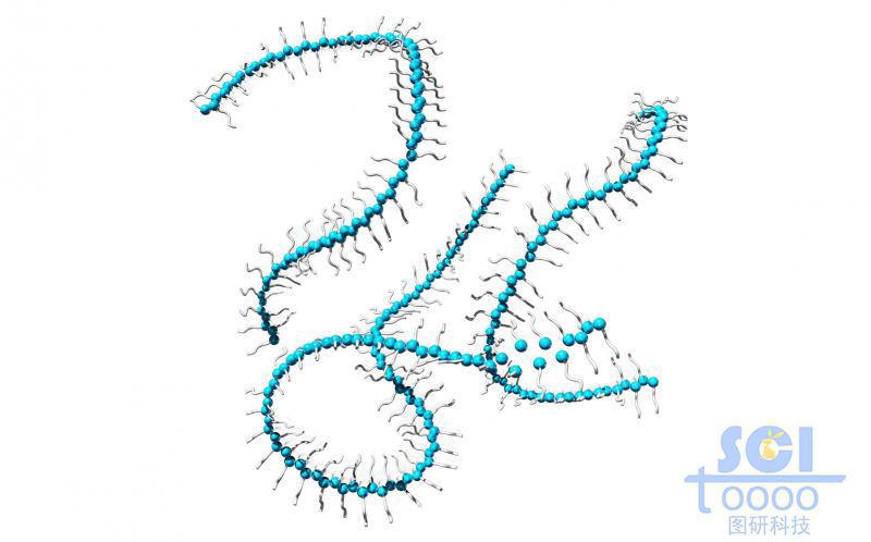 首尾相連成鏈條狀的纖維束