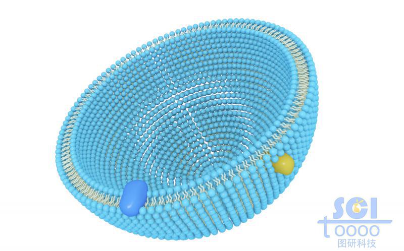 帶跨膜蛋白的磷脂雙分子層/細(xì)胞膜