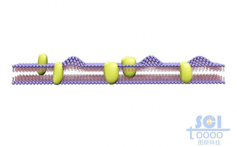 帶突起的磷脂雙分子層