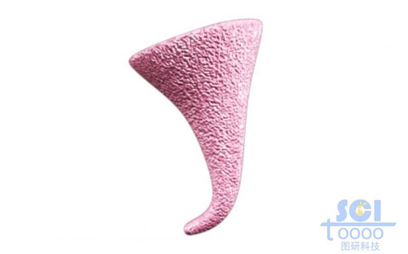 錐形頂端帶彎勾的表面有附著物的高分子聚合物