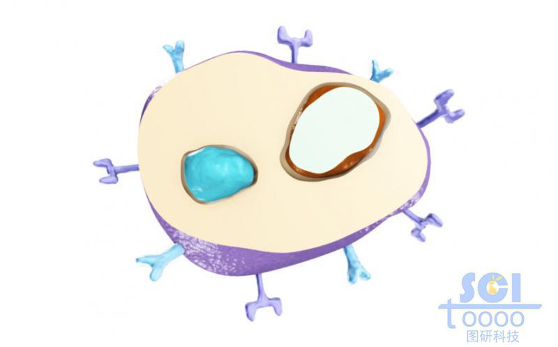 帶受體的半切面的細(xì)胞