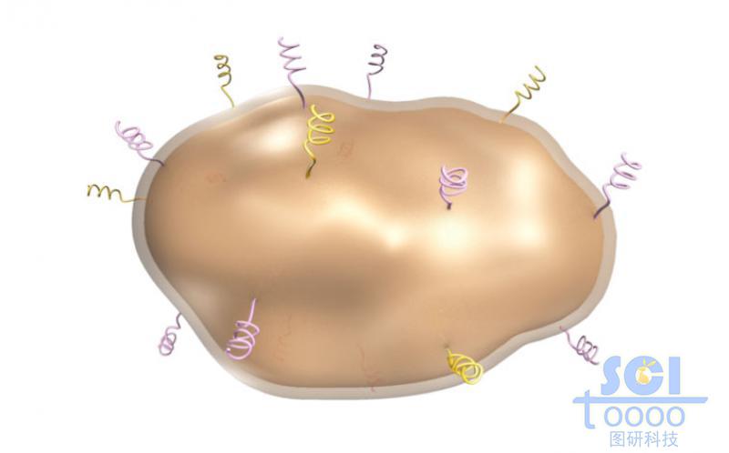 帶受體的細(xì)胞