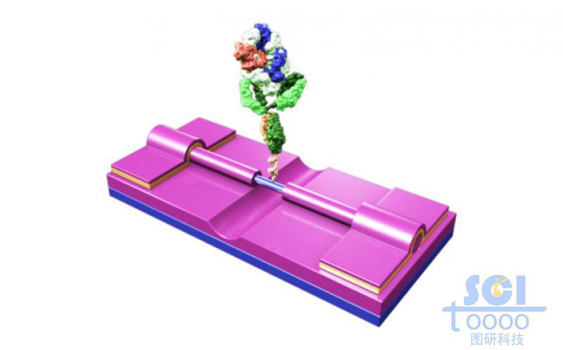 納米硅線分子器件與抗體蛋白結(jié)合