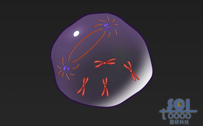 有絲分裂過程中的細(xì)胞