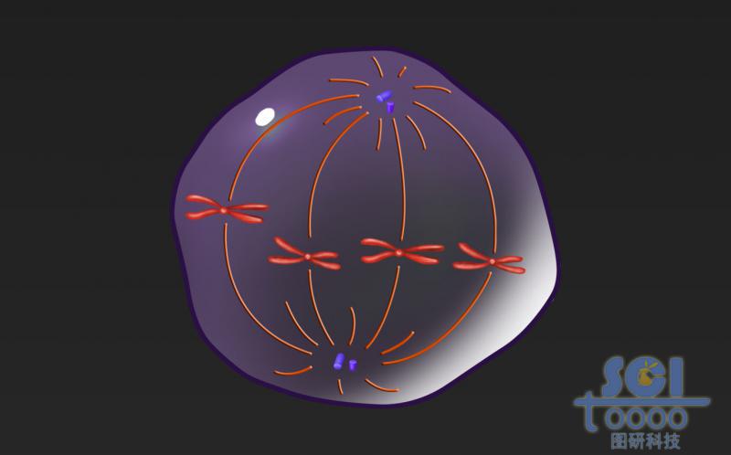 有絲分裂過程中的細(xì)胞
