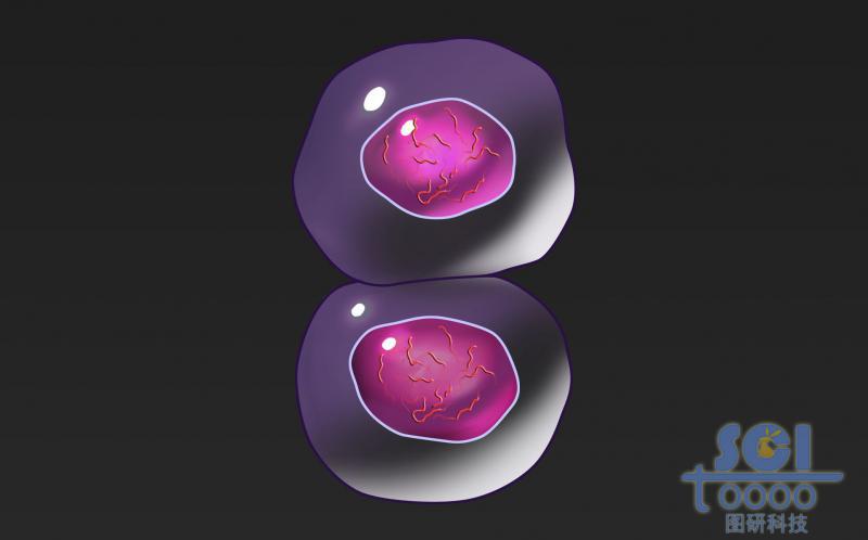 有絲分裂過程中的細(xì)胞