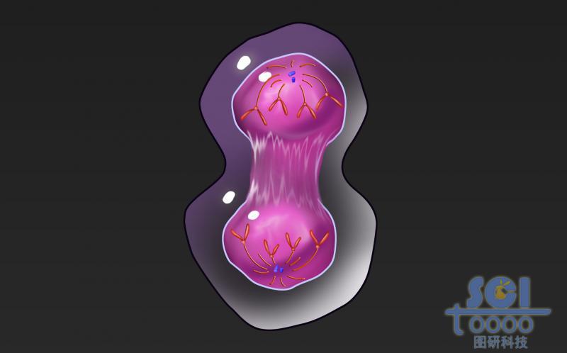 有絲分裂過程中的細(xì)胞