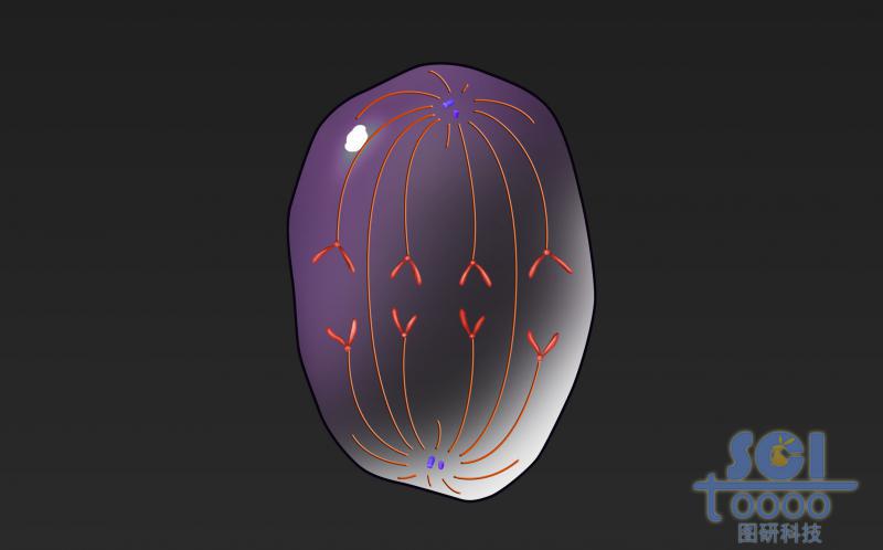 有絲分裂過程中的細(xì)胞