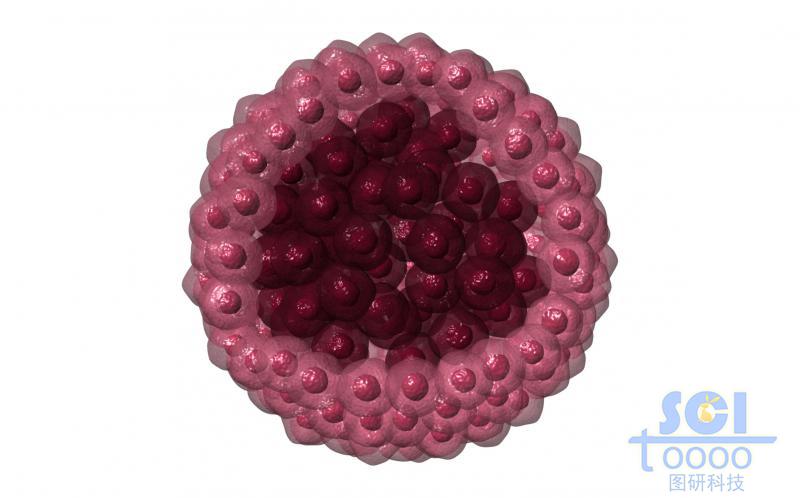 空腔的腫瘤細(xì)胞