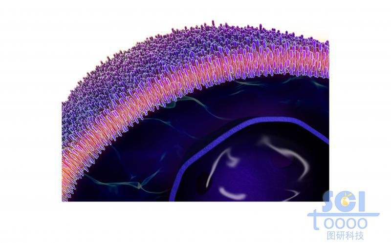 帶磷脂雙分子層的細胞膜和細胞核