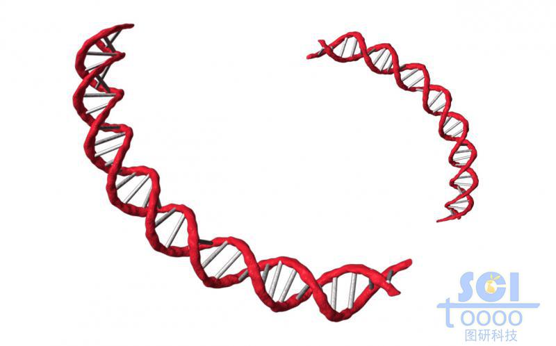 帶堿基對的DNA雙螺旋鏈