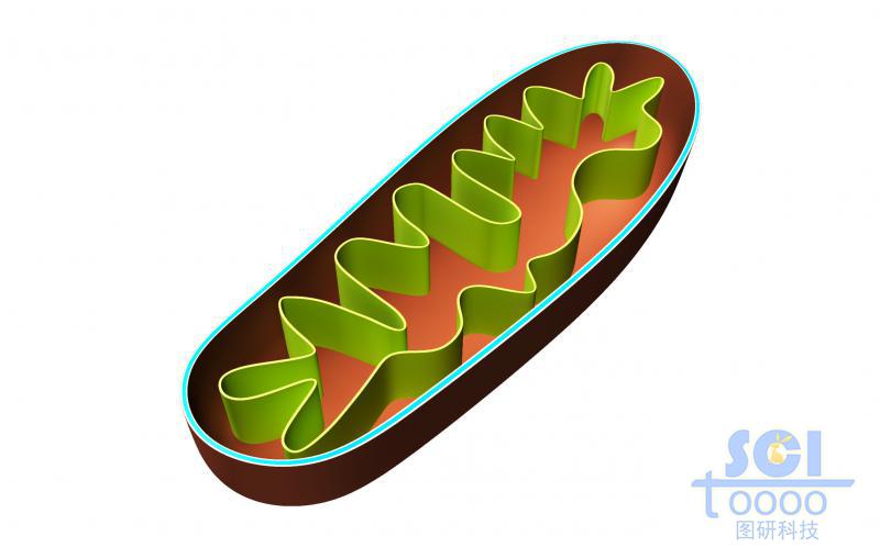線粒體結(jié)構(gòu)