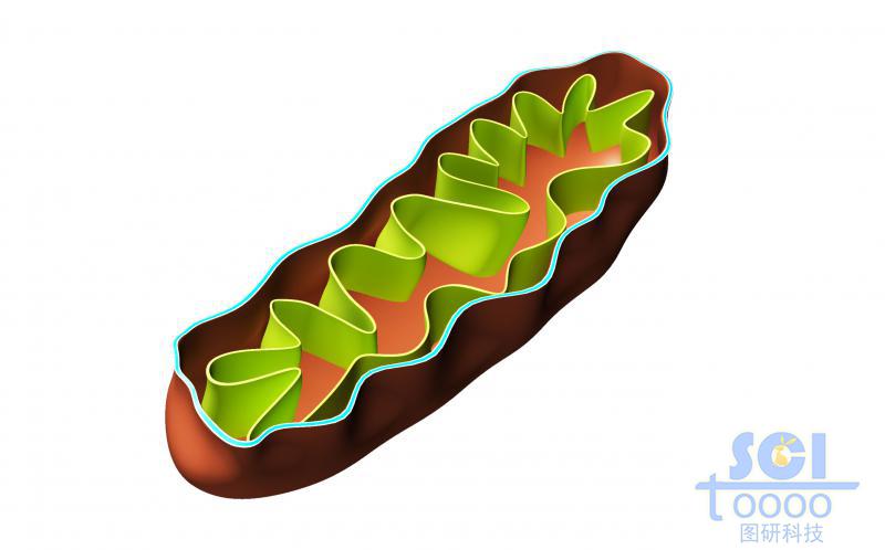 線粒體結(jié)構(gòu)