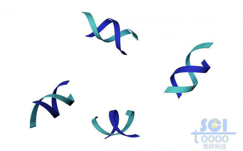 不帶堿基對的DNA雙螺旋鏈