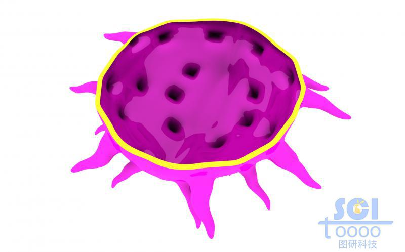 帶觸角的二分之一半切面的細(xì)胞