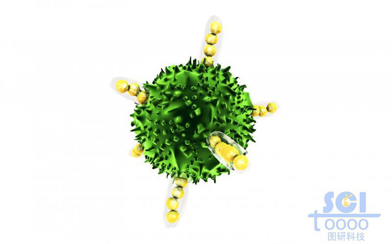 表面自然無規(guī)起伏的單體癌細(xì)胞