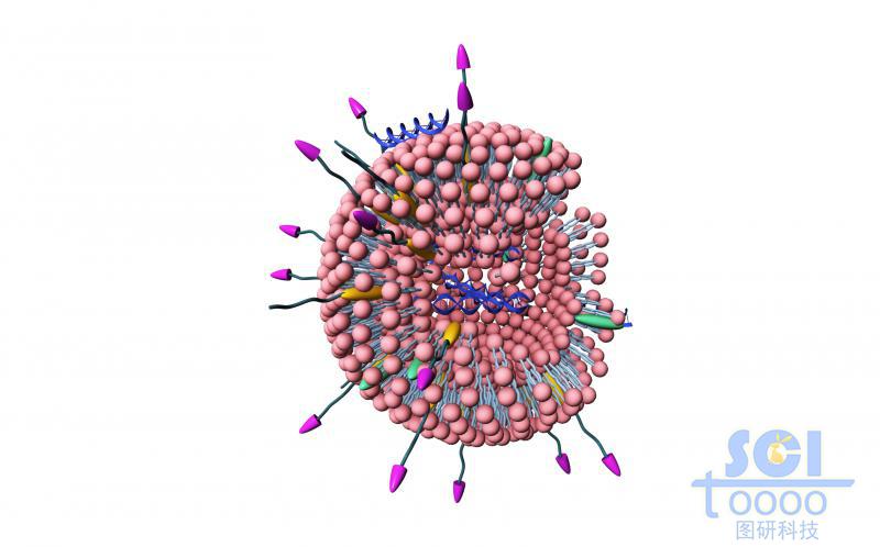 修飾高分子鏈段/靶頭的脂質(zhì)體內(nèi)嵌藥物結(jié)構(gòu)
