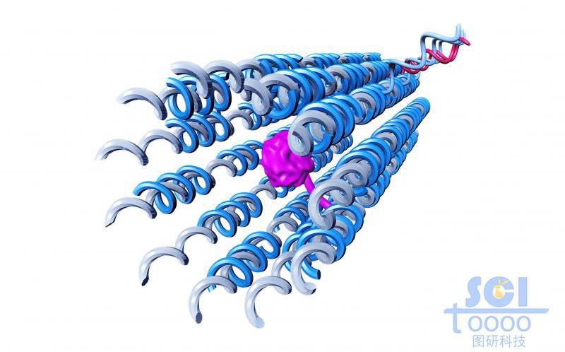 平行排列成片的碳納米管片內(nèi)包含蛋白結(jié)構(gòu)兩邊附DNA鏈