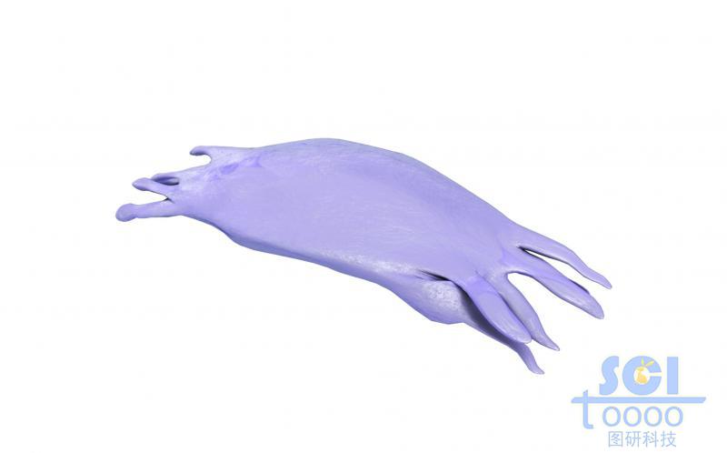 帶觸角的細胞單體