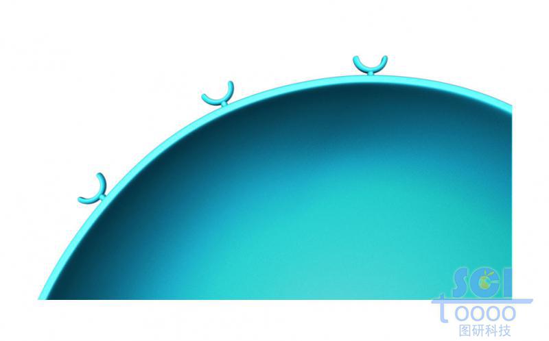 表面帶受體的細胞膜