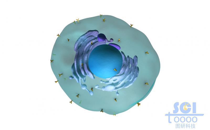 表面帶抗體的細(xì)胞膜內(nèi)有細(xì)胞殼與內(nèi)質(zhì)網(wǎng)