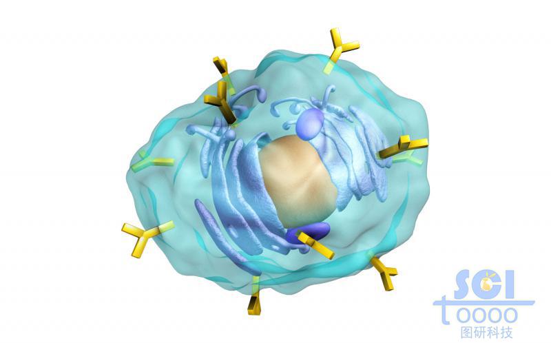 表面帶抗體的細(xì)胞膜內(nèi)有細(xì)胞殼與內(nèi)質(zhì)網(wǎng)