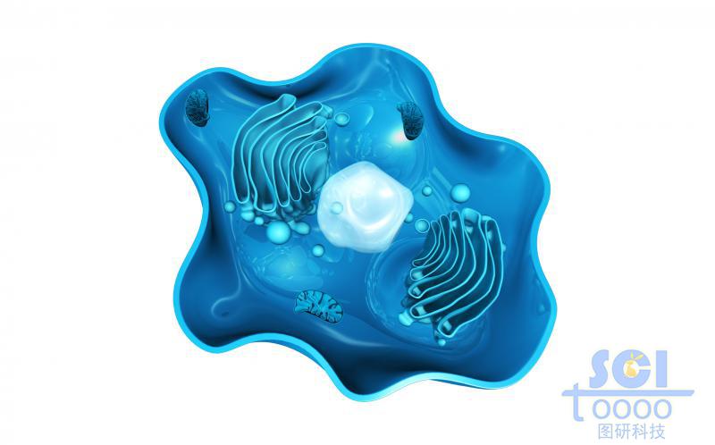 帶細胞核高爾基體線粒體的半切面細胞