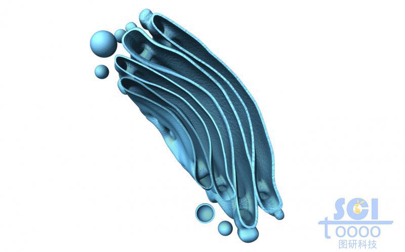 單獨的高爾基體