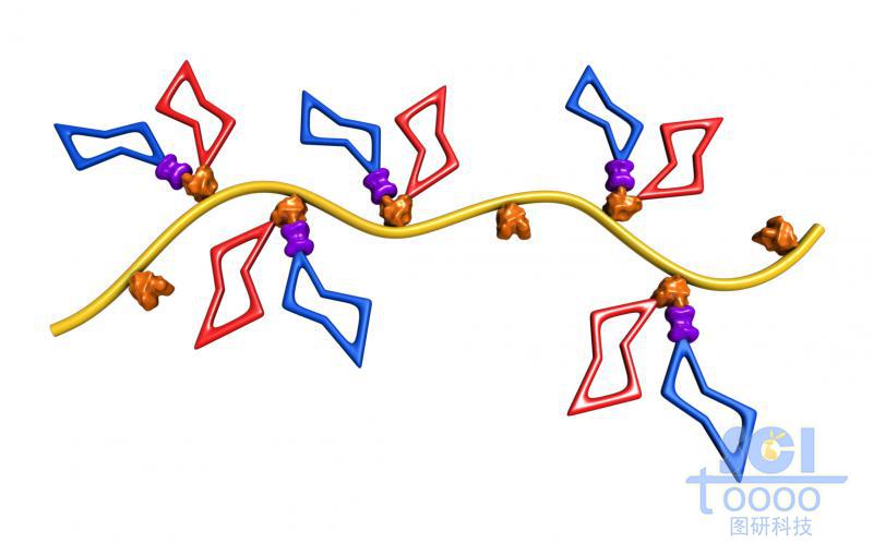 帶多個(gè)糖環(huán)結(jié)構(gòu)的高分子鏈段