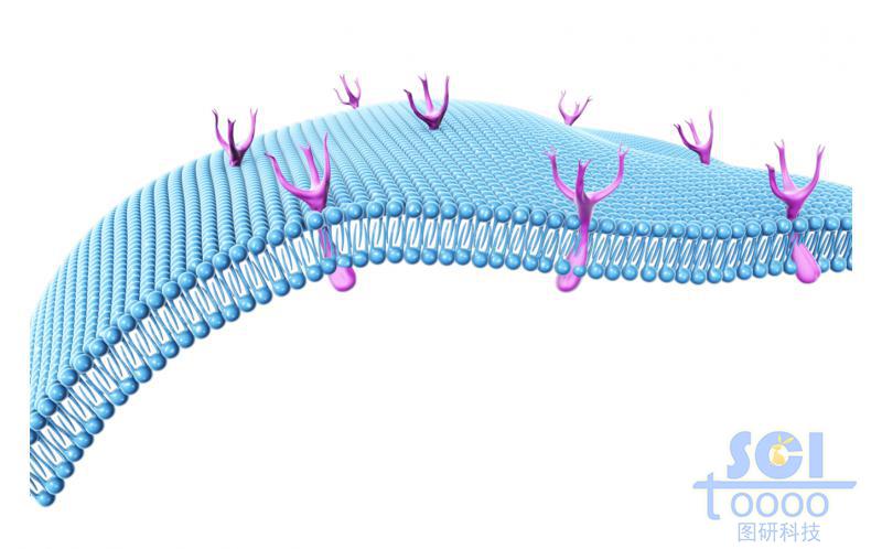 帶樹枝型受體的磷脂雙分子層細胞膜