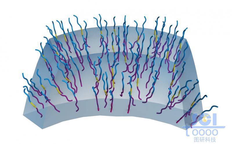 親水鏈段朝內(nèi)疏水鏈段朝外形成的囊泡局部結(jié)構(gòu)放大/示范
