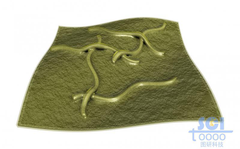 柔性石墨烯表面附著彎曲的碳納米管之后整體包裹化合物層