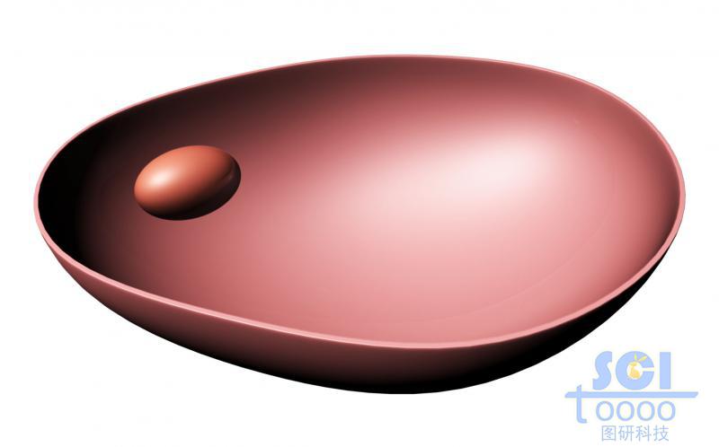 半切面的細胞膜