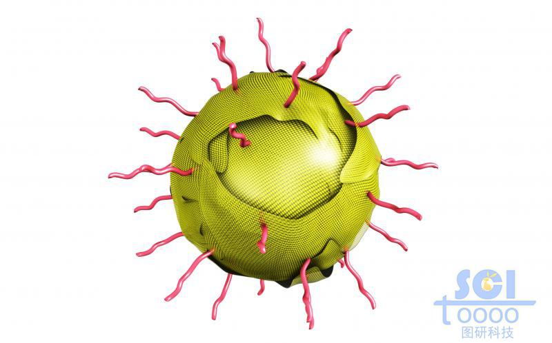 外層修飾高分子鏈段，硫化鉬/金屬化合物膜包裹的，孔道內(nèi)帶藥物結(jié)構(gòu)的放射狀介孔球