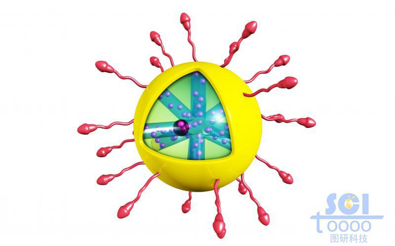 外層修飾高分子鏈段/靶頭，硫化鉬/金屬化合物膜包裹的內(nèi)帶藥物結(jié)構(gòu)的放射狀介孔球/納米藥物