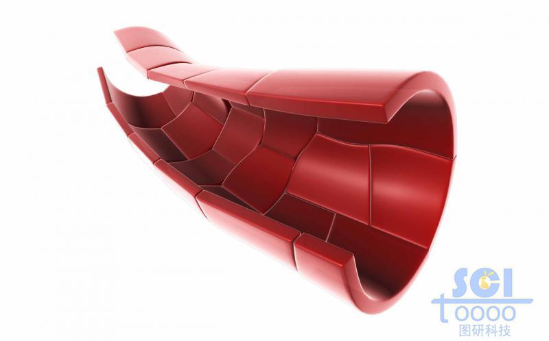 半剖面的血管結(jié)構(gòu)