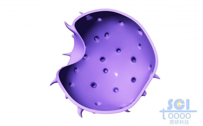 帶觸角帶胞吞口的細胞膜