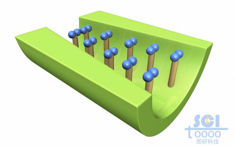 離子通道內(nèi)布滿修飾基團/小分子基團