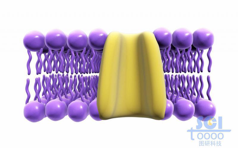 帶通道蛋白的磷脂雙分子層
