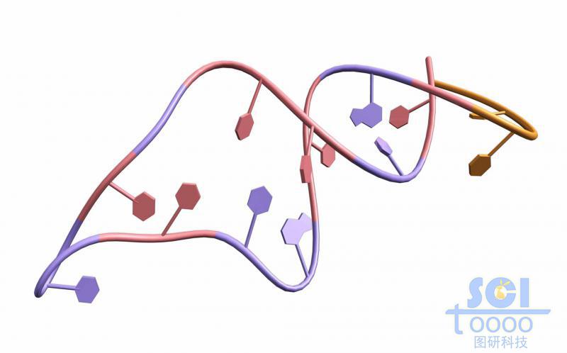 帶堿基對的單鏈RNA結(jié)構(gòu)